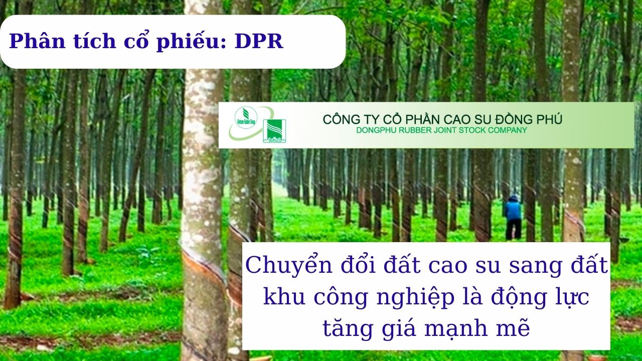 Phân Tích Chi Tiết DPR: Tiềm Năng và Cơ Hội Đầu Tư Cao Su Đồng Phú